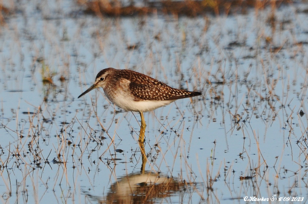 Wood Sandpiper - ML608927459