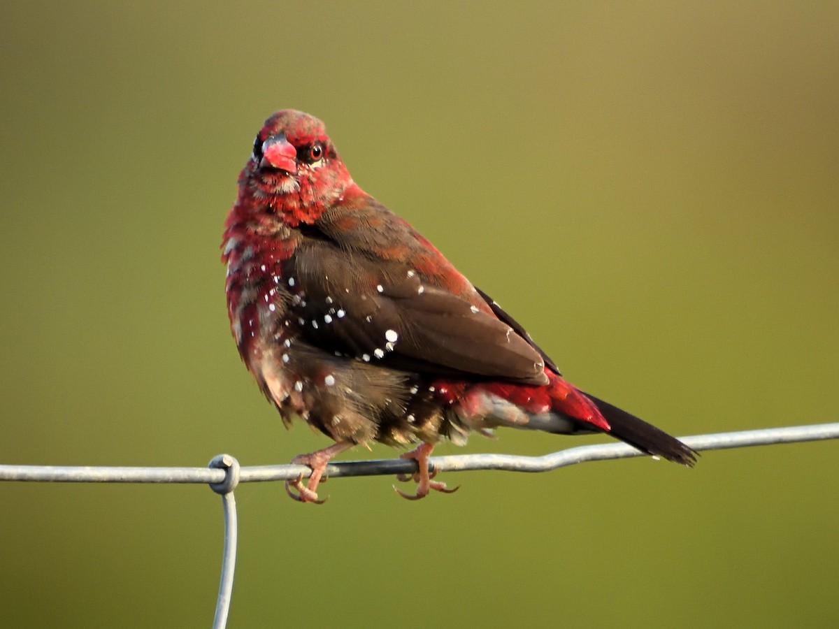 Red Avadavat - Alberto Pitarch Alonso