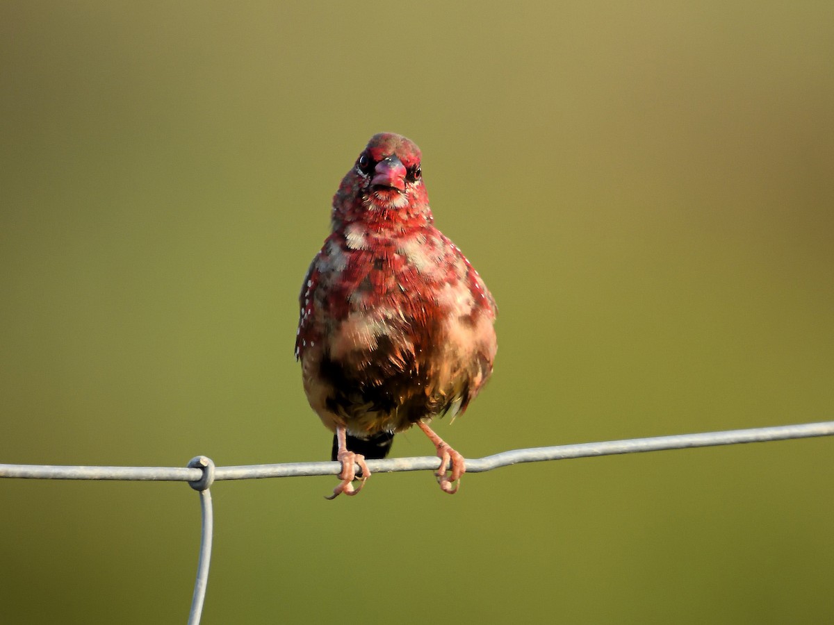 Red Avadavat - ML608927501