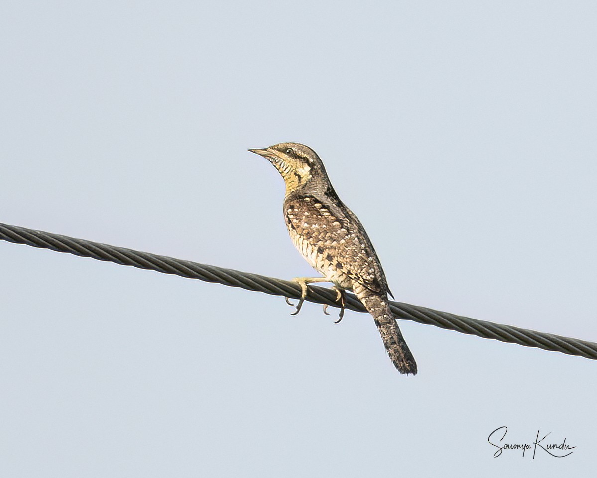 Eurasian Wryneck - Soumya Kundu