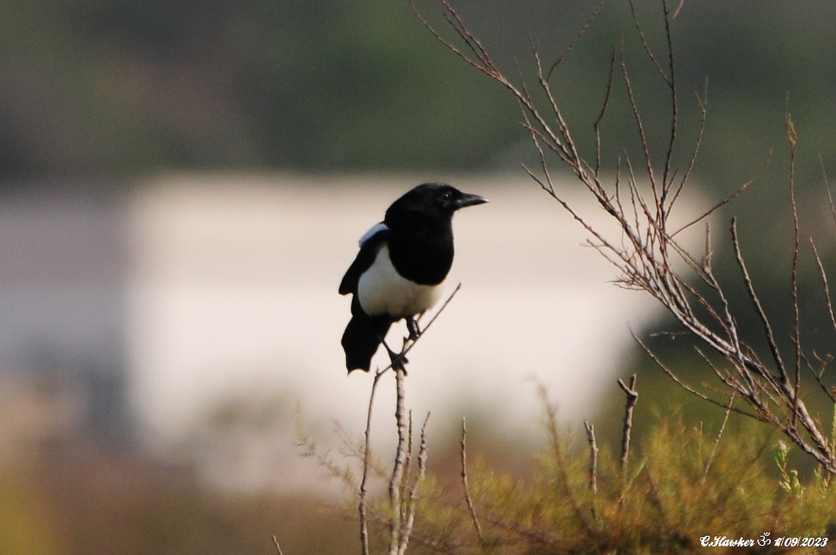 Eurasian Magpie - ML608927532