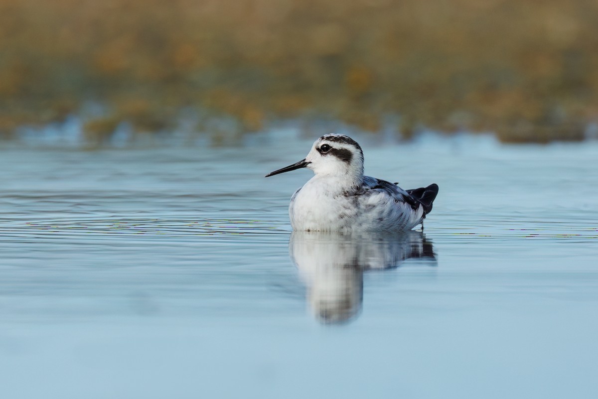 Phalarope à bec étroit - ML608927625