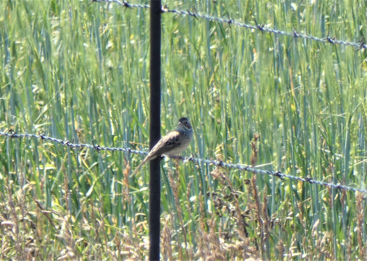 Vesper Sparrow - ML608927649