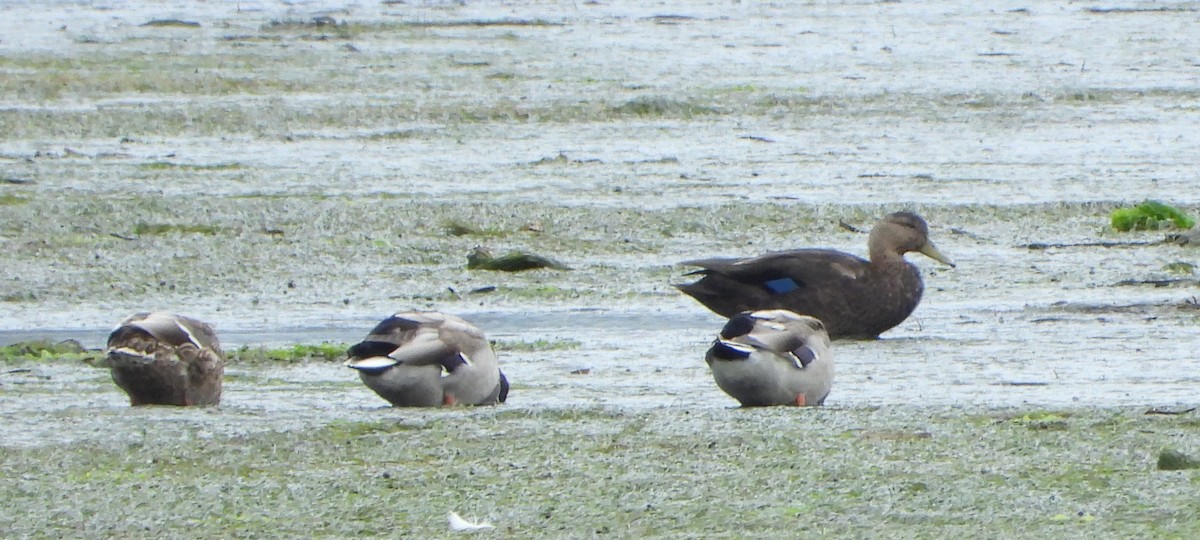American Black Duck - Ignacio Aparicio