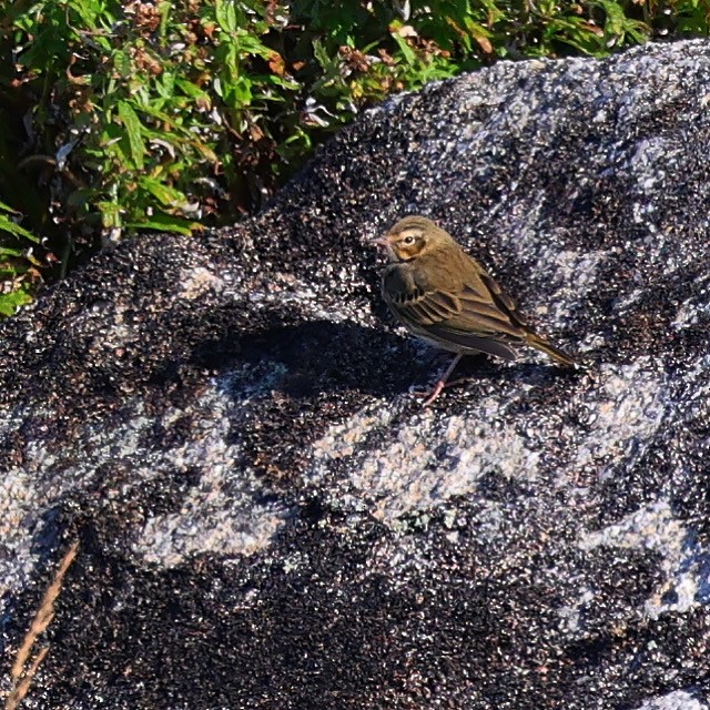 Olive-backed Pipit - ML608927731