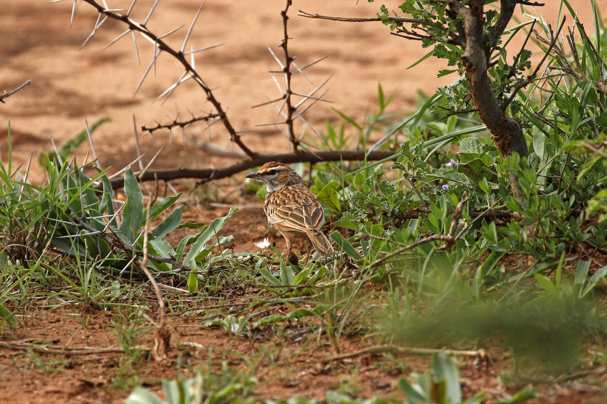 Fawn-colored Lark (Foxy) - ML608927762