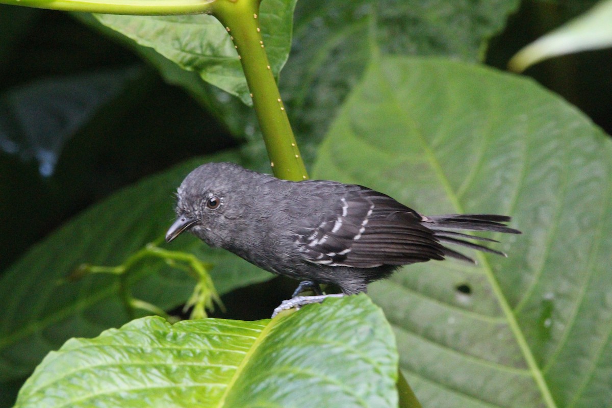 Blackish Antbird - Danny Byrne