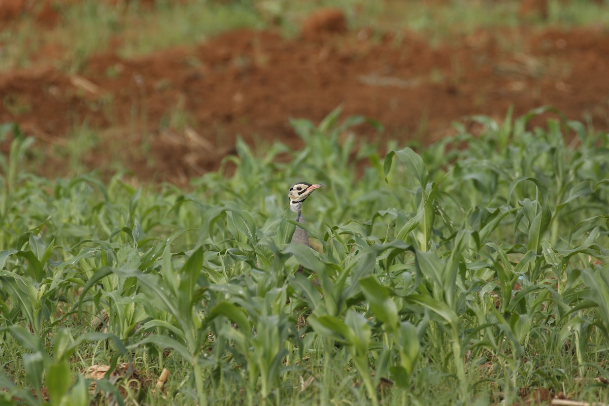 White-bellied Bustard - ML608927821