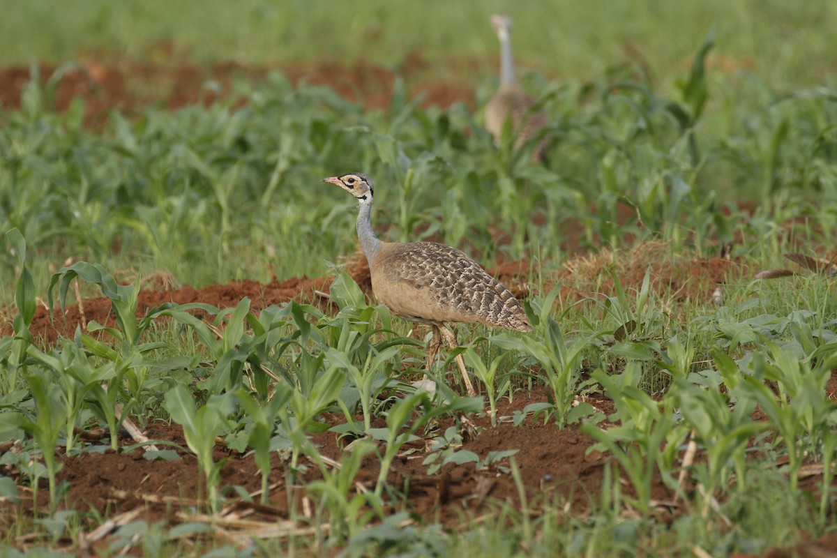 White-bellied Bustard - ML608927822