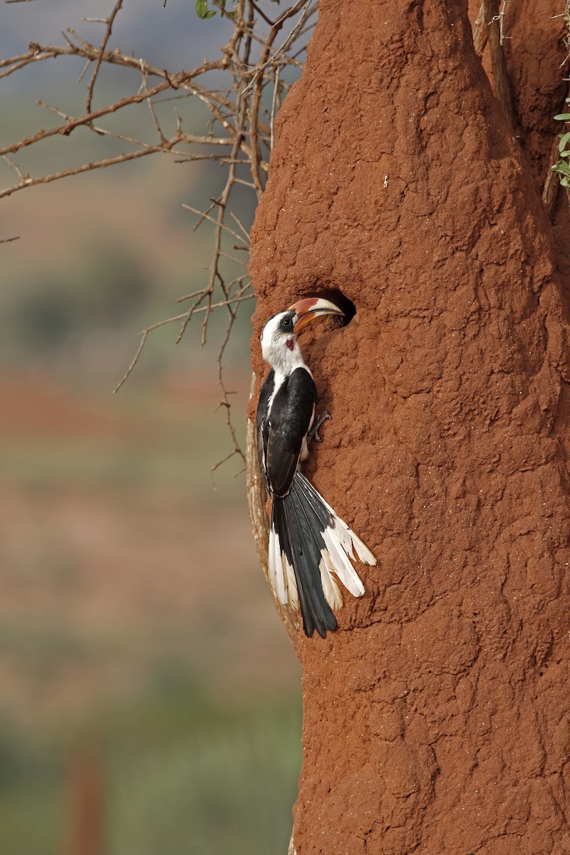 Von der Decken's Hornbill - ML608927834