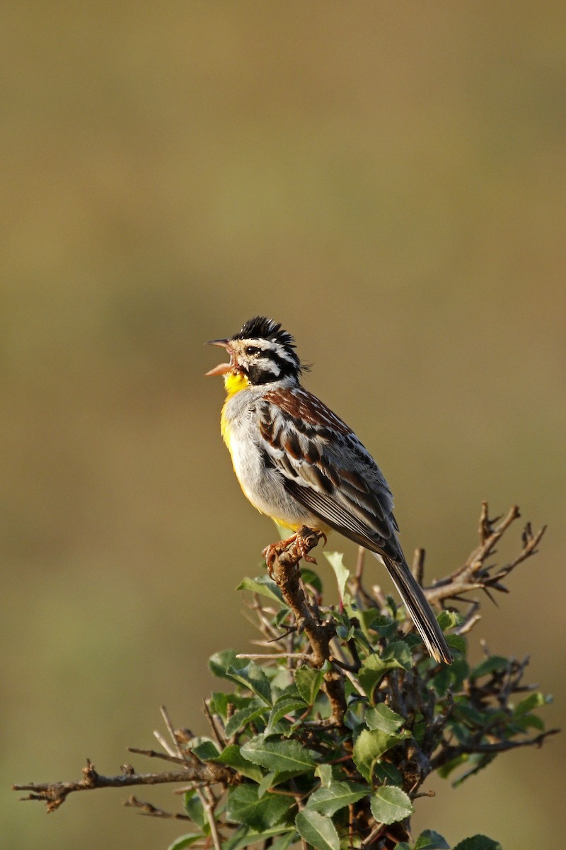 Somali Bunting - ML608927837