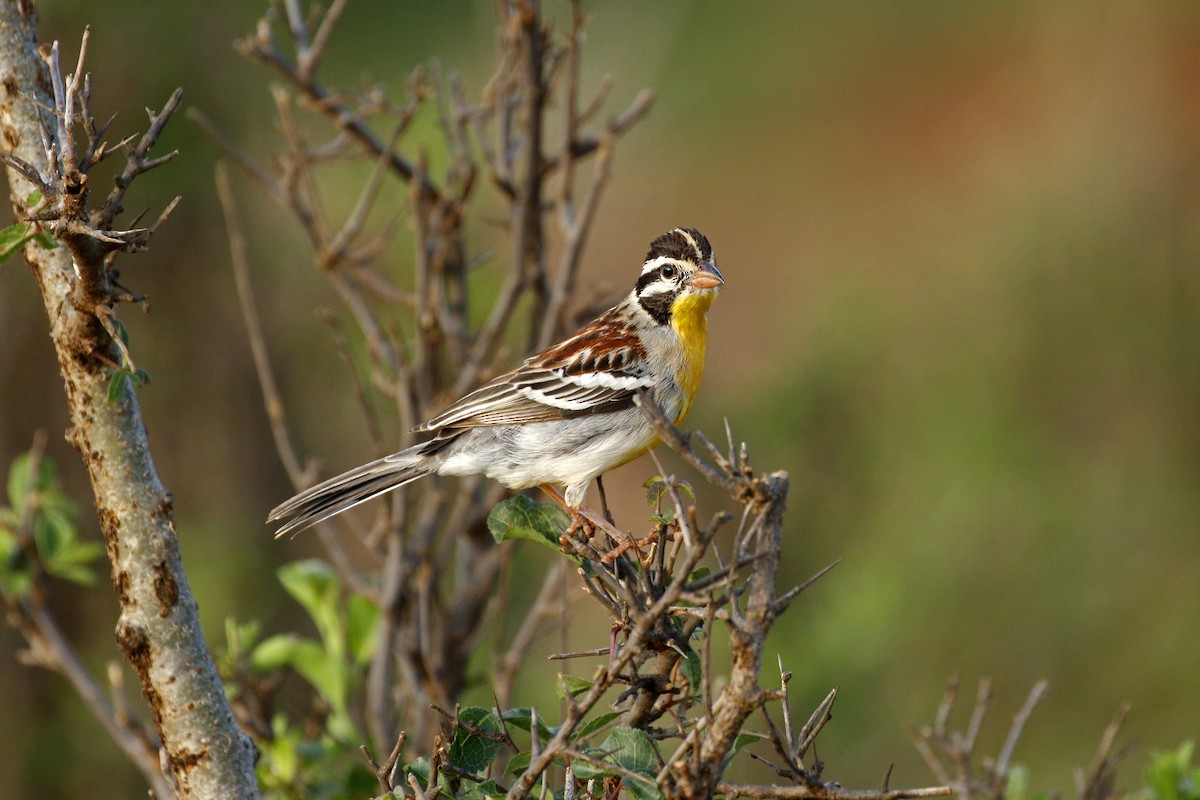 Somali Bunting - ML608927839