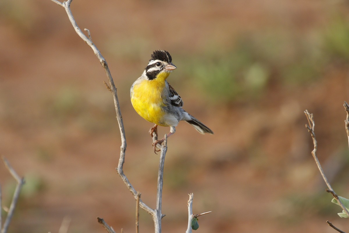 Somali Bunting - ML608927840