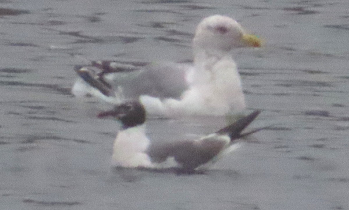 Laughing Gull - ML608927875