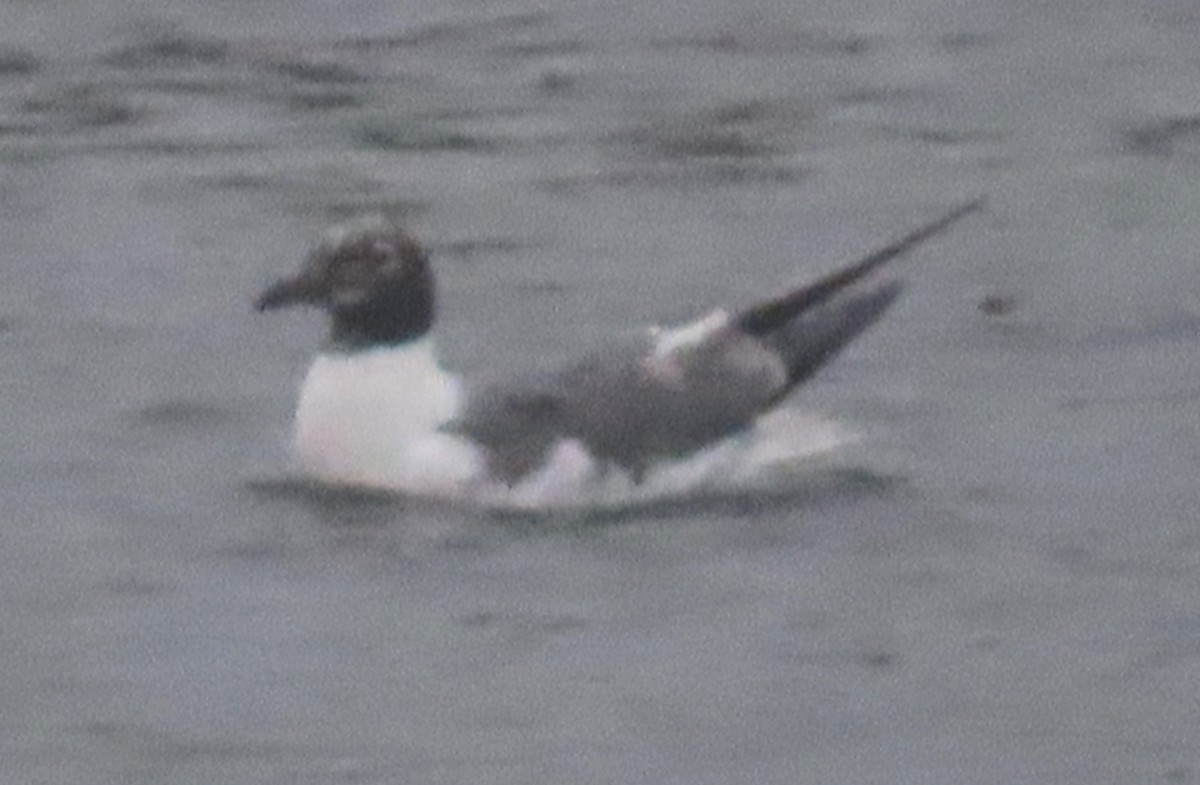 Laughing Gull - ML608927876