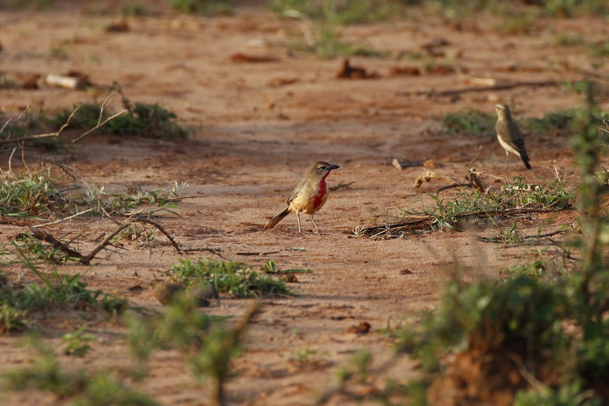 Rosy-patched Bushshrike - ML608927900