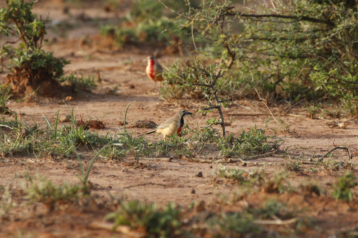 Rosy-patched Bushshrike - ML608927906