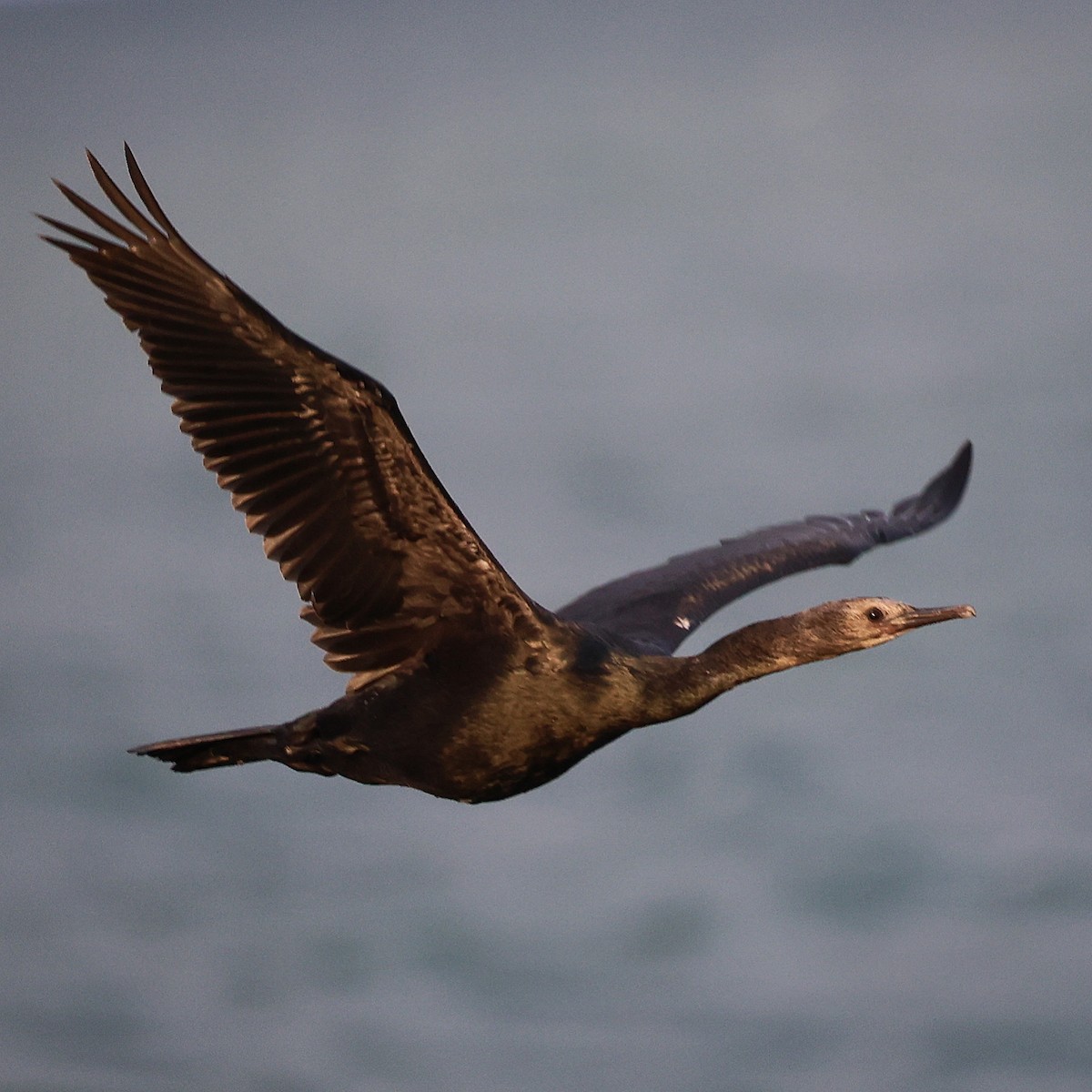 Pelagic Cormorant - ML608927913