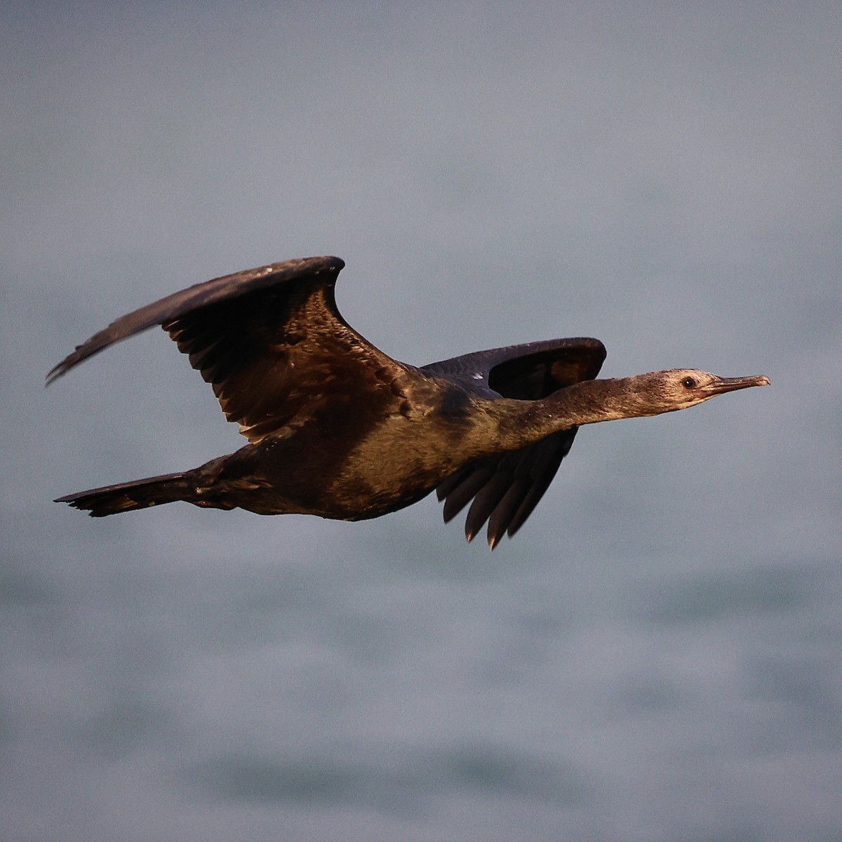 Pelagic Cormorant - ML608927914