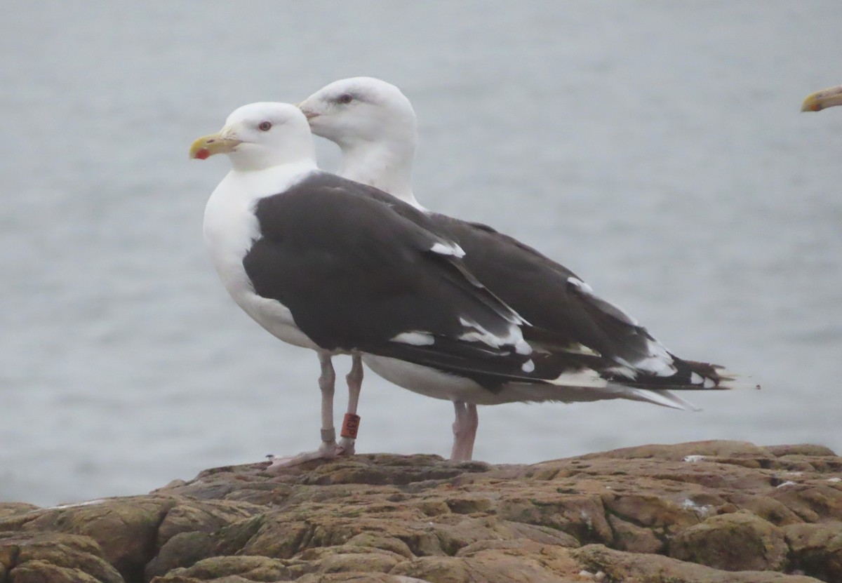 Great Black-backed Gull - Dan Wiessner