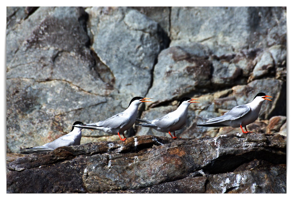 Roseate Tern - ML608927952