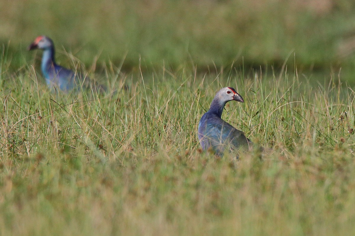 Gray-headed Swamphen - ML608927968