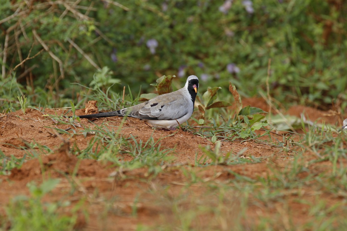 Namaqua Dove - ML608927974