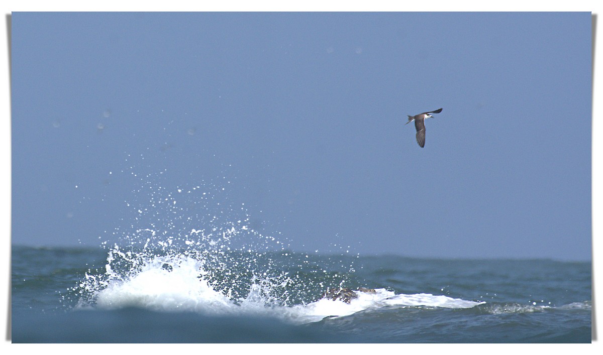 Bridled Tern - ML608927978