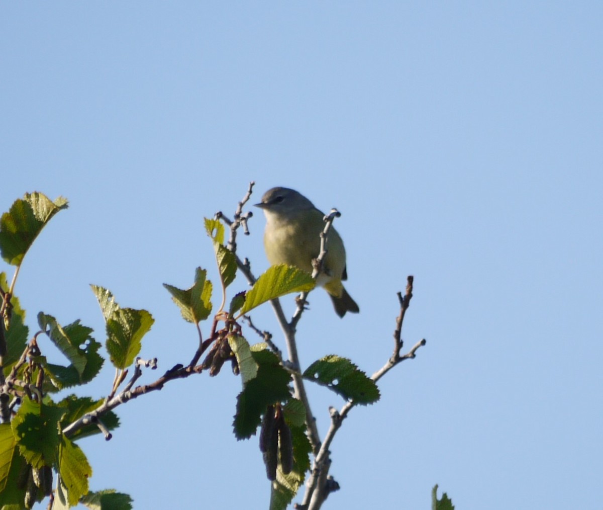 Orange-crowned Warbler - ML608927981