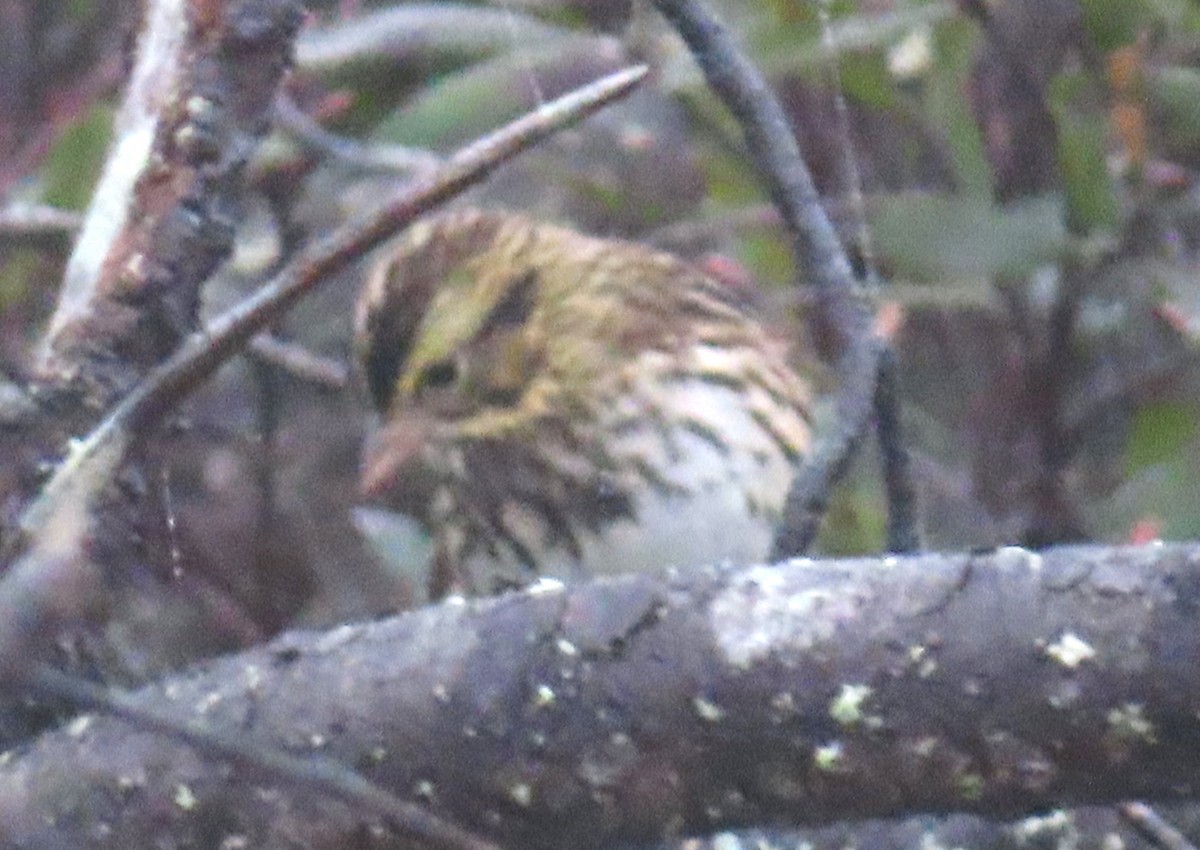 Savannah Sparrow - ML608927982