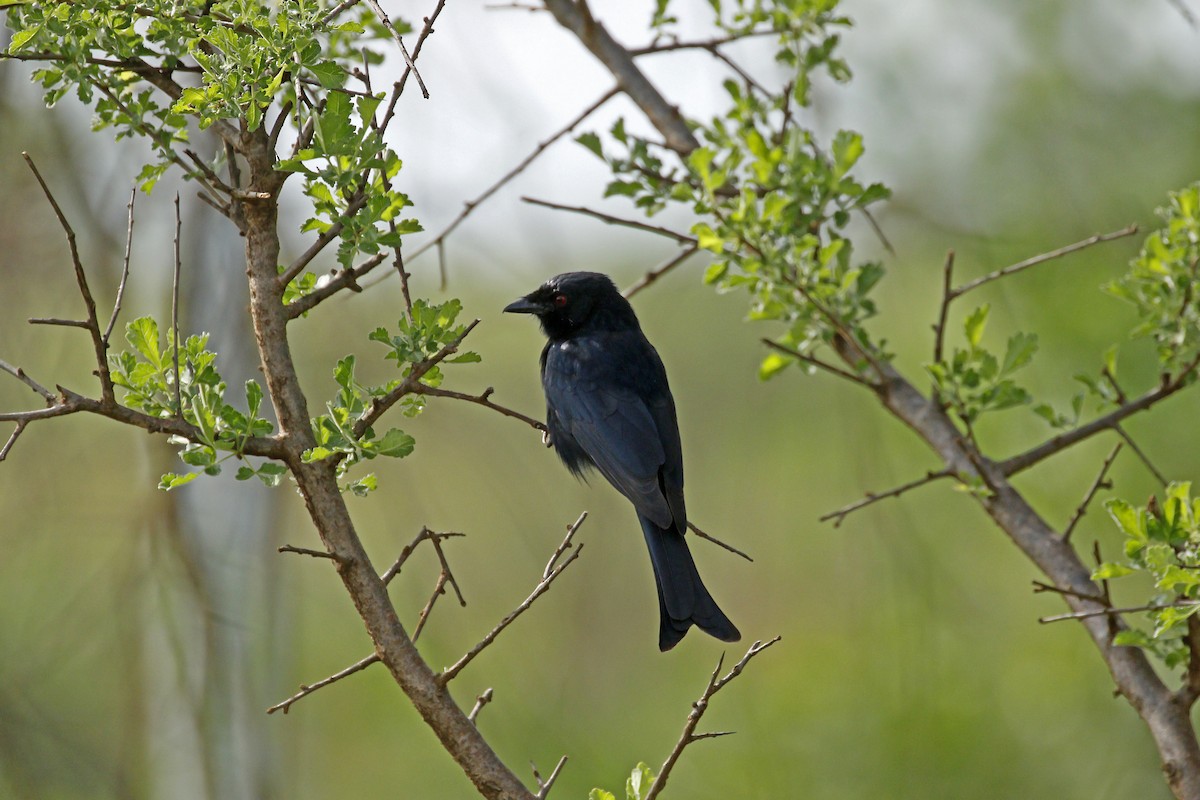 Fork-tailed Drongo - ML608927983