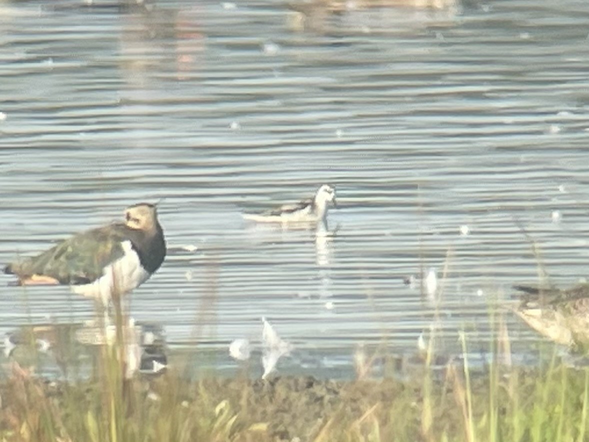 Red-necked Phalarope - ML608927998