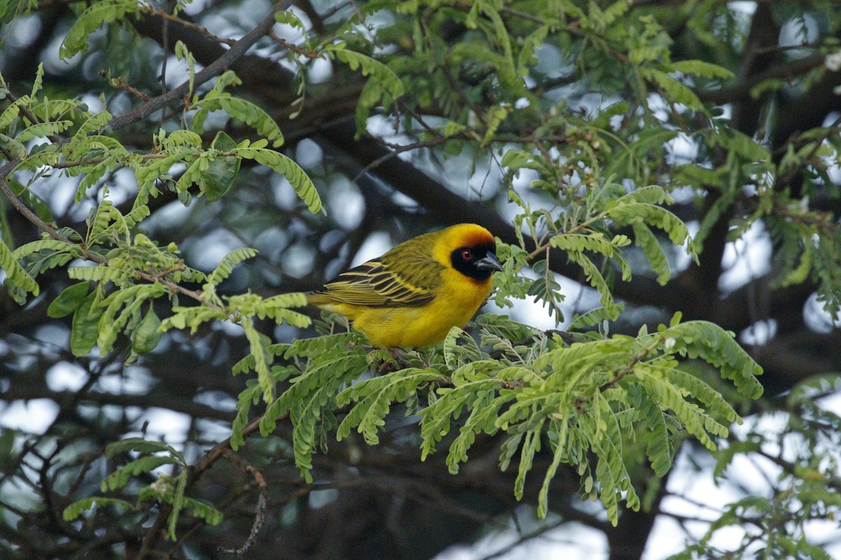 Vitelline Masked-Weaver - ML608928014