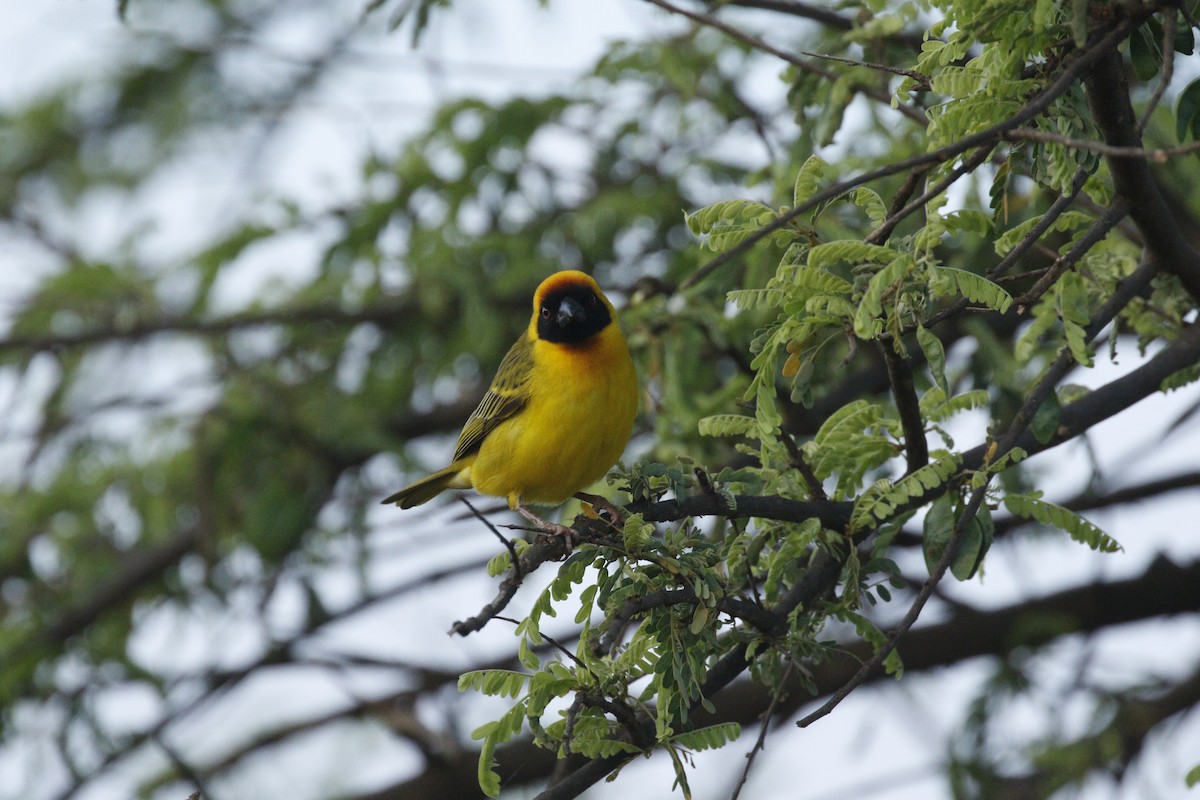 Vitelline Masked-Weaver - ML608928015