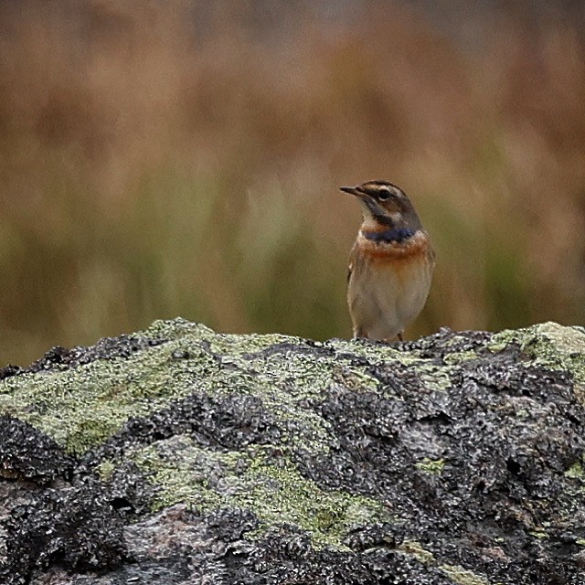 Bluethroat - Jeff Kietzmann