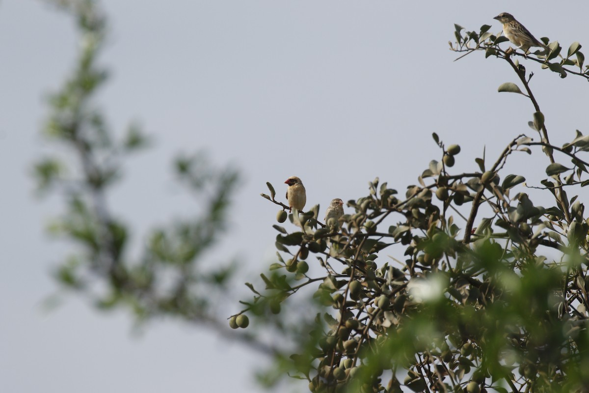 Red-billed Quelea - ML608928069