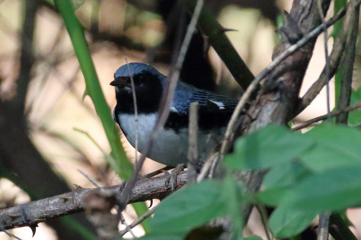 Black-throated Blue Warbler - John Manger