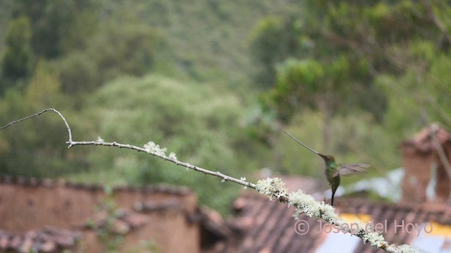 Colibrí Picoespada - ML608928215