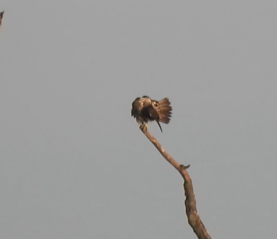 Peregrine Falcon - ML608928222