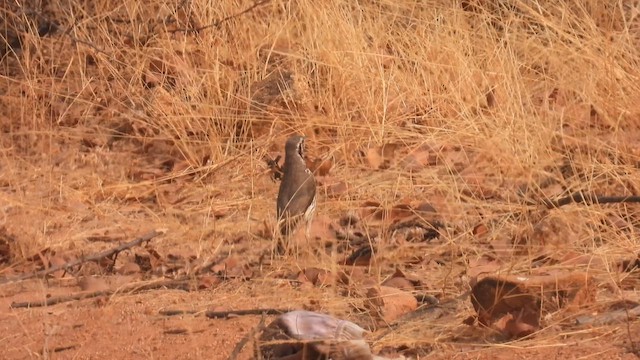 Groundscraper Thrush - ML608928228