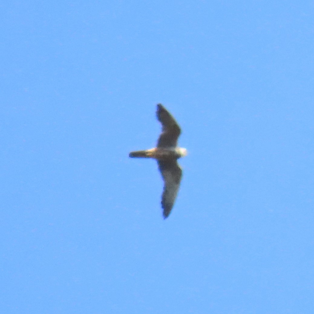 Eurasian Hobby - ML608928243