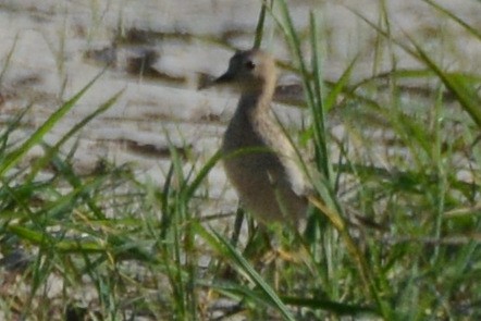 Buff-breasted Sandpiper - ML608928248