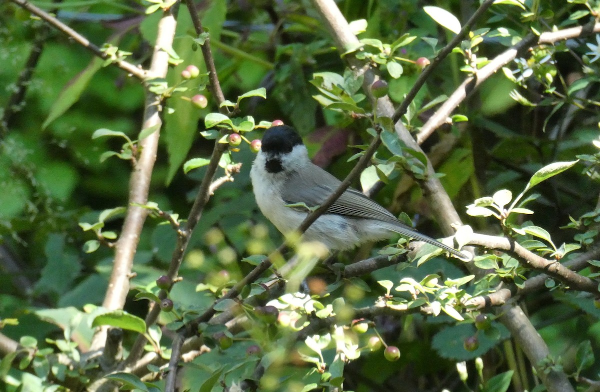 Marsh Tit - ML608928342