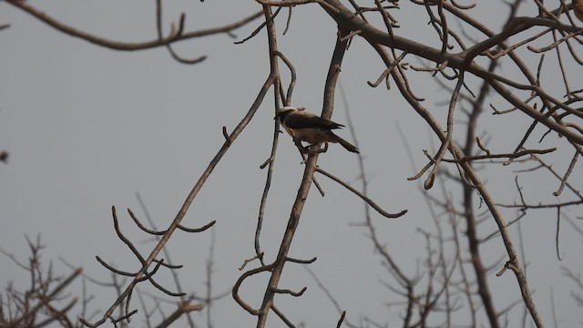 White-crowned Shrike - ML608928363