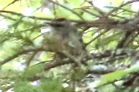 Golden-crowned Kinglet - ML608928390