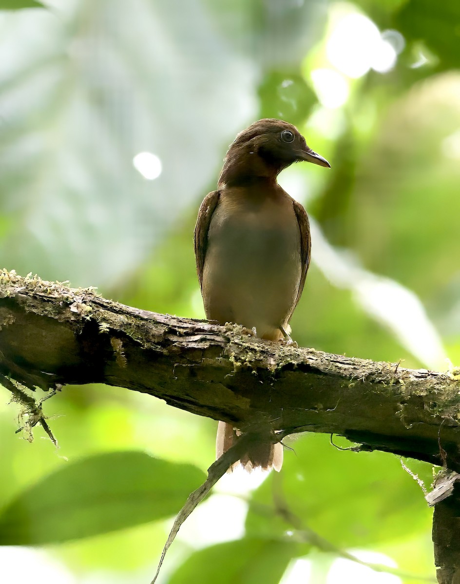 Rufous-brown Solitaire (Chestnut-throated) - ML608928618