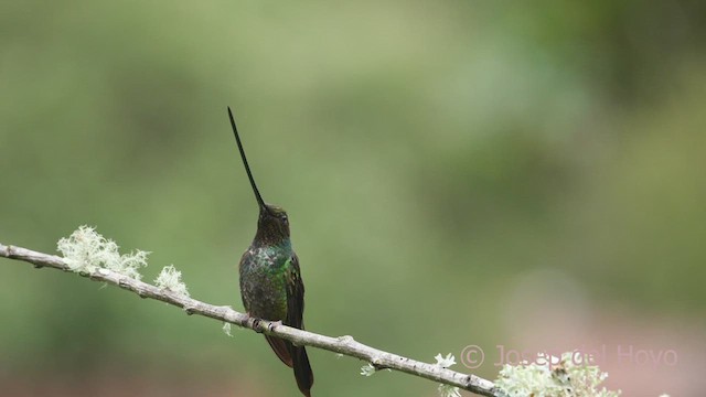 Kılıç Gagalı Kolibri - ML608928678