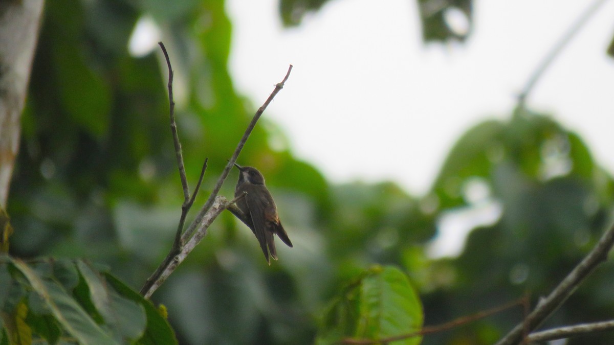 Brown Violetear - ML608928748