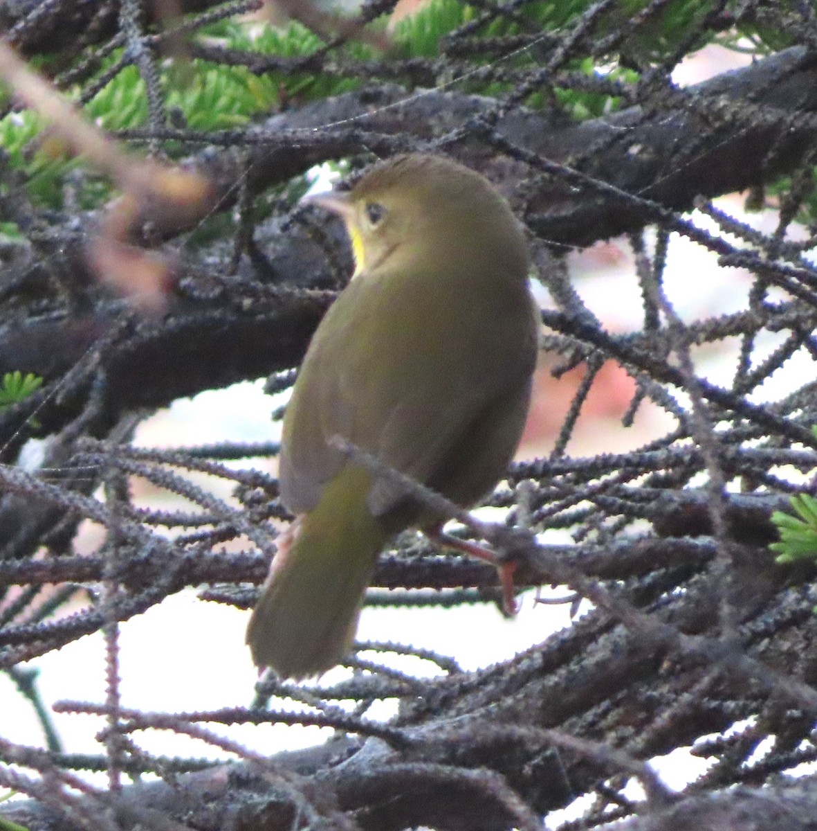 Common Yellowthroat - Dan Wiessner