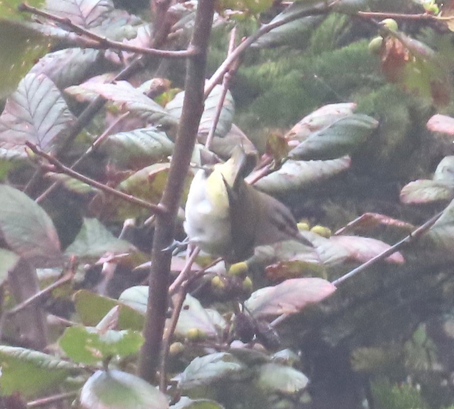 Red-eyed Vireo - Dan Wiessner